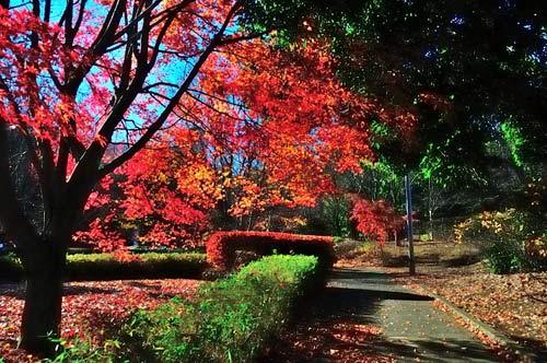 紅葉の上柚木公園